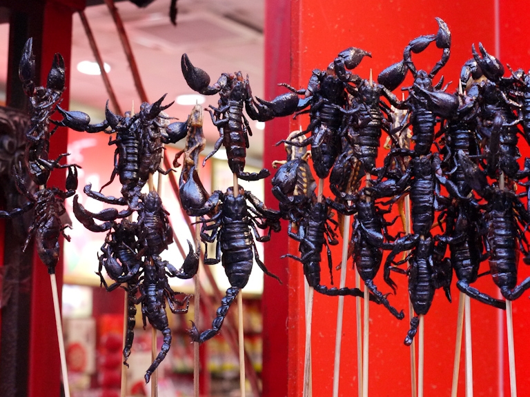 beijing scorpion on a stick still moving
