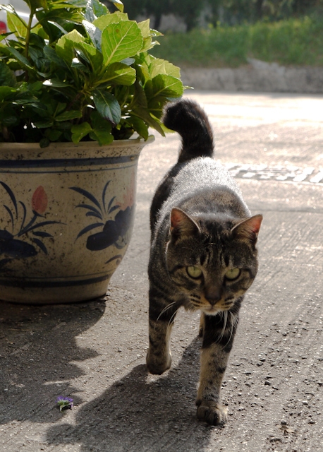 hong kong cat cemetery