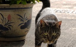 hong kong cat cemetery