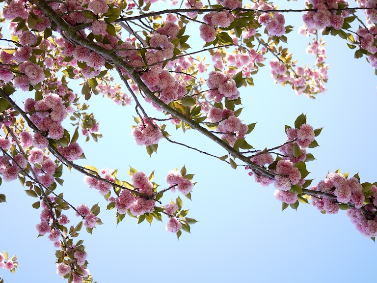 sakura trees flowers branches looking up