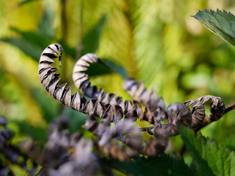 leaves curl up caterpillars 
