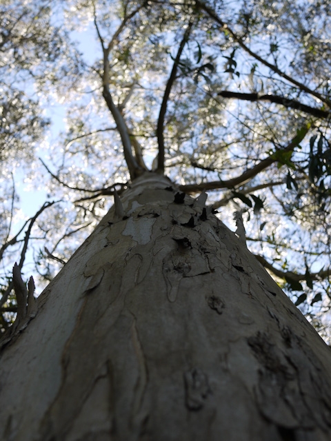 looking up a tree trunk