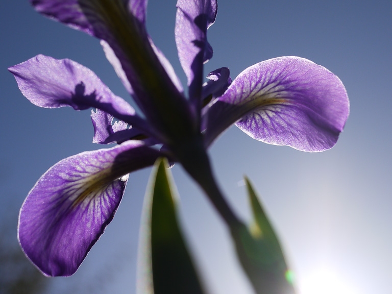 underneath a flower looking up