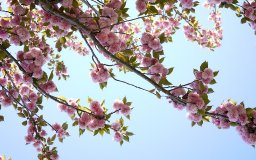 sakura trees flowers branches looking up