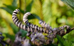 leaves curl up caterpillars 