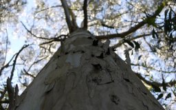 looking up a tree trunk