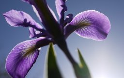 underneath a flower looking up