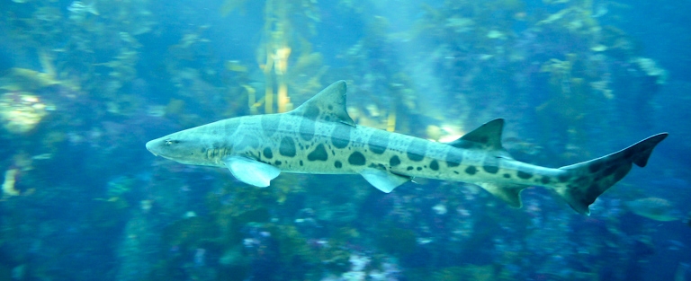 leopard shark monterey bay aquarium