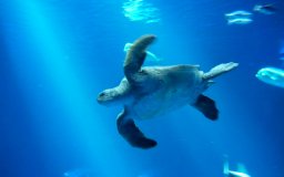 green sea turtle monterey aquarium