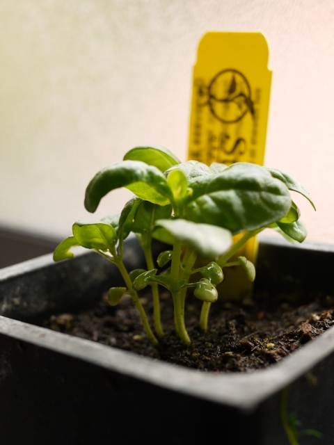 genovese basil plant