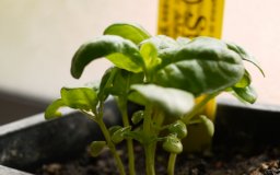 genovese basil plant