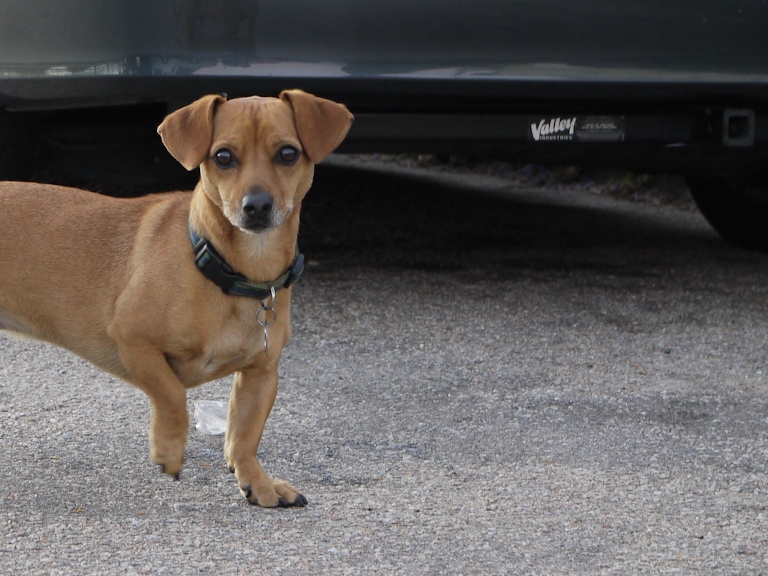 santa cruz sausage dog