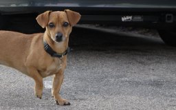 santa cruz sausage dog