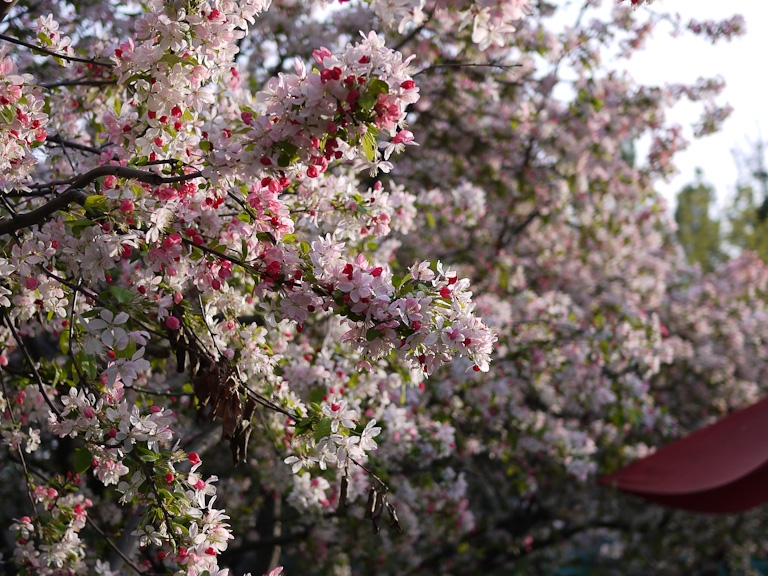 march 2011 sakura trees cherry blossom