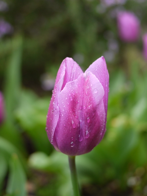 march 2011 tulips rain spring