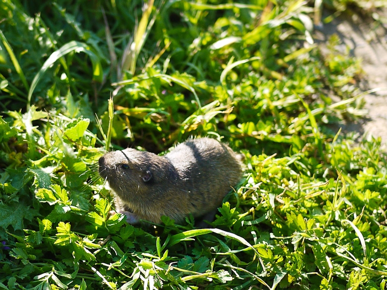 march 2011 prairie mouse wild hills