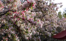 march 2011 sakura trees cherry blossom