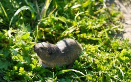 march 2011 prairie mouse wild hills