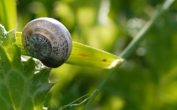 march 2011 snail shell