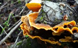 wild fungus