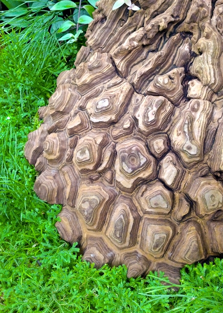 Interesting bark at the Conservatory of Flowers
