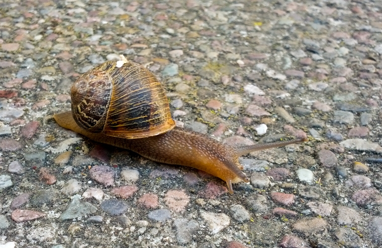 slow poke snail