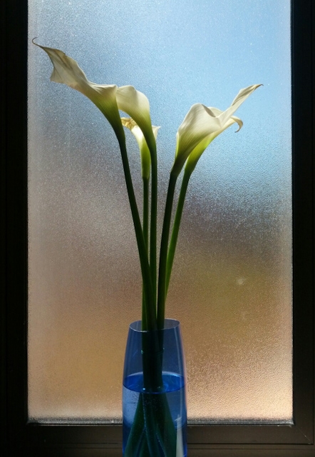 calla lilies