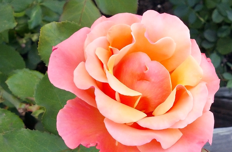 menlo park flower
