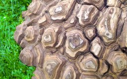 Interesting bark at the Conservatory of Flowers