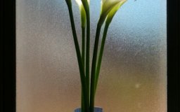 calla lilies