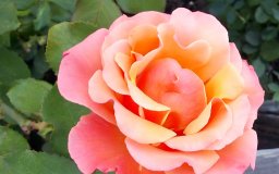 menlo park flower
