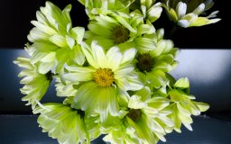 flowers reflection